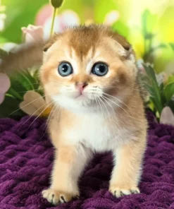 Scottish Fold Golden Shaded Male Kitten for Sale