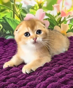 Scottish Fold Golden Shaded Male Kitten for Sale