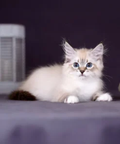 Fluffy Siberian kitten raised by registered breeder