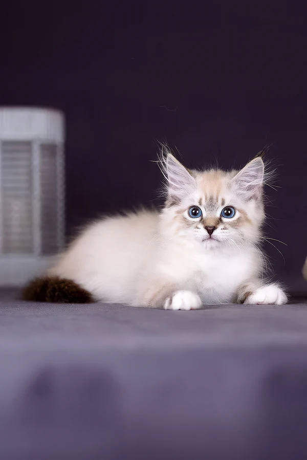 Family-friendly Siberian kitten with gentle temperament Fluffy Siberian kitten raised by registered breeder