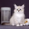 Siberian kitten for sale with fluffy coat and blue eyes