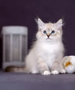 Siberian kitten for sale with fluffy coat and blue eyes