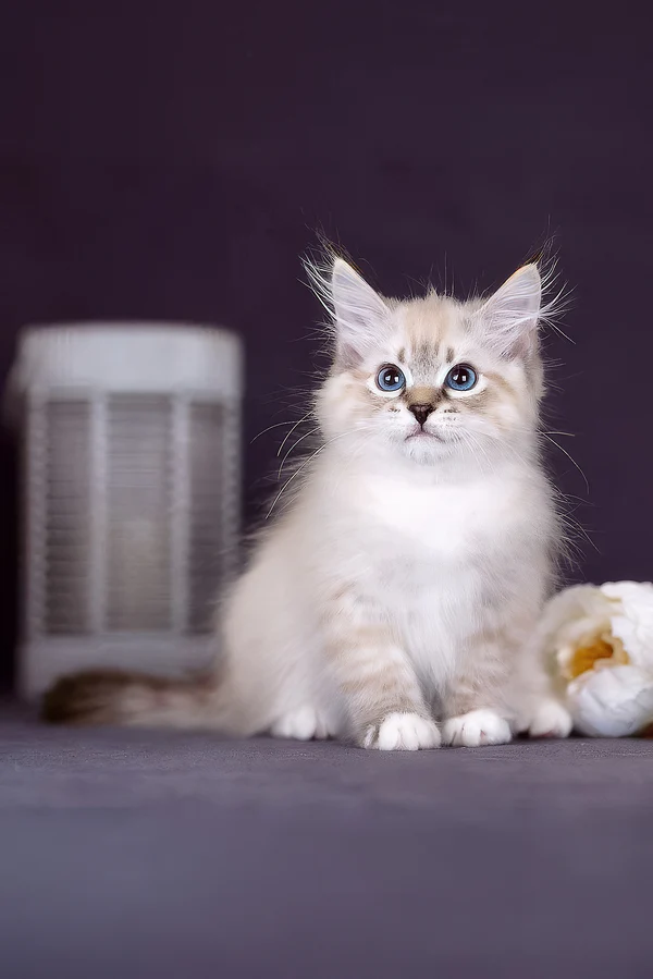 Female Siberian kitten relaxing indoors Siberian kitten for sale with fluffy coat and blue eyes