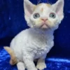 Devon Rex Red Spotted Tabby Bicolor Male Kitten for Sale