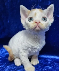 Devon Rex Red Spotted Tabby Bicolor Male Kitten for Sale