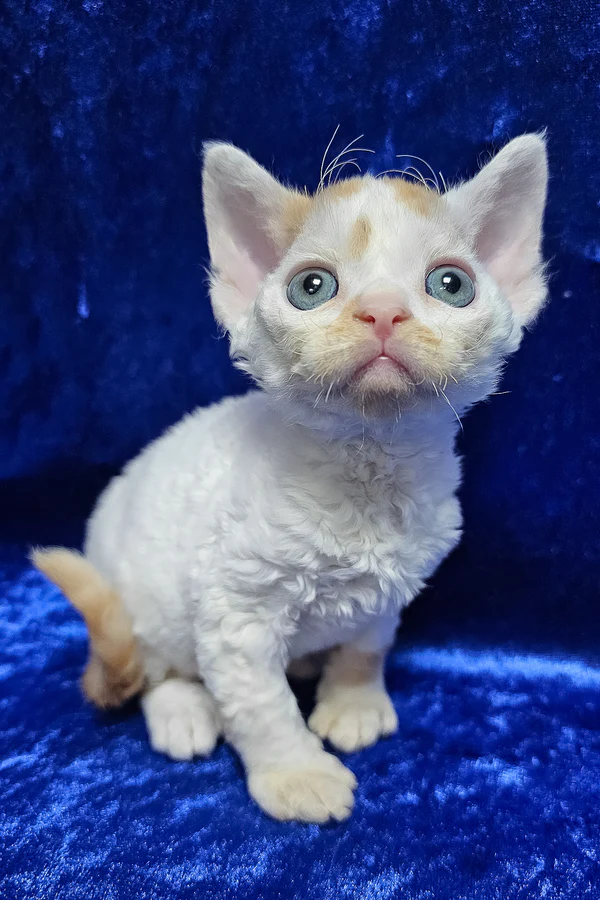 Devon Rex Red Spotted Tabby Bicolor Male Kitten for Sale Devon Rex Red Spotted Tabby Bicolor Male Kitten for Sale