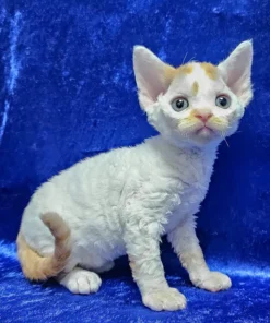 Devon Rex Red Spotted Tabby Bicolor Male Kitten for Sale