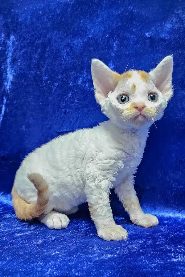 Devon Rex Red Spotted Tabby Bicolor Male Kitten for Sale Devon Rex Red Spotted Tabby Bicolor Male Kitten for Sale