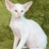 Oriental Shorthair Lilac Male Kitten for Sale