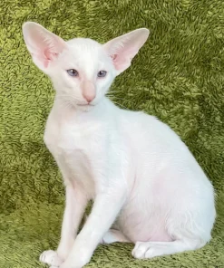 Oriental Shorthair Lilac Male Kitten for Sale