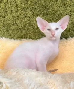 Oriental Shorthair Lilac Male Kitten for Sale