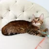 Queen the Bengal Girl – Exotic Brown Spotted Tabby Kitten Available