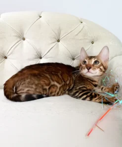 Queen the Bengal Girl – Exotic Brown Spotted Tabby Kitten Available