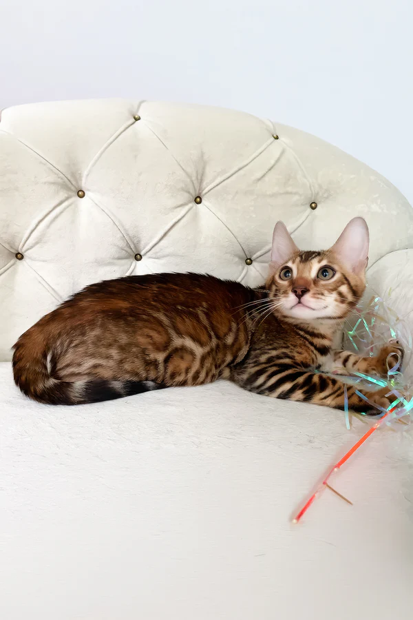 Queen the Bengal Girl – Exotic Brown Spotted Tabby Kitten Available Queen the Bengal Girl – Exotic Brown Spotted Tabby Kitten Available