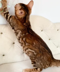 Queen the Bengal Girl – Exotic Brown Spotted Tabby Kitten Available
