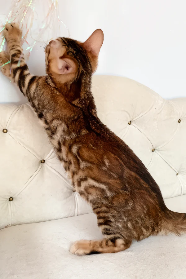 Queen the Bengal Girl – Exotic Brown Spotted Tabby Kitten Available Queen the Bengal Girl – Exotic Brown Spotted Tabby Kitten Available