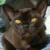 European Burmese Sable Male Kitten for Sale