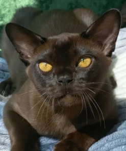 European Burmese Sable Male Kitten for Sale