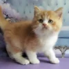 Red and White British Shorthair Kitten – Calm Indoor Companion
