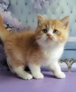 Red and White British Shorthair Kitten – Calm Indoor Companion