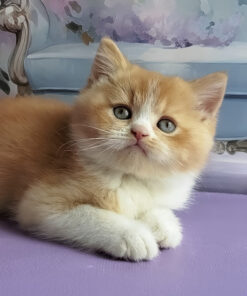 Red and White British Shorthair Kitten – Calm Indoor Companion
