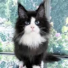 Maine Coon Black and White Male Kitten for Sale