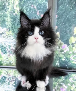 Maine Coon Black and White Male Kitten for Sale