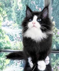 Maine Coon Black and White Male Kitten for Sale