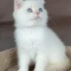 Lilac Golden British Shorthair Kitten Available