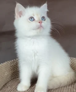 Lilac Golden British Shorthair Kitten Available