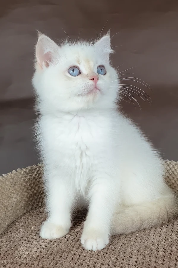 Lilac Golden British Shorthair Kitten Available Lilac Golden British Shorthair Kitten Available