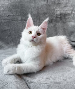 Large white fluffy kitten with long tail