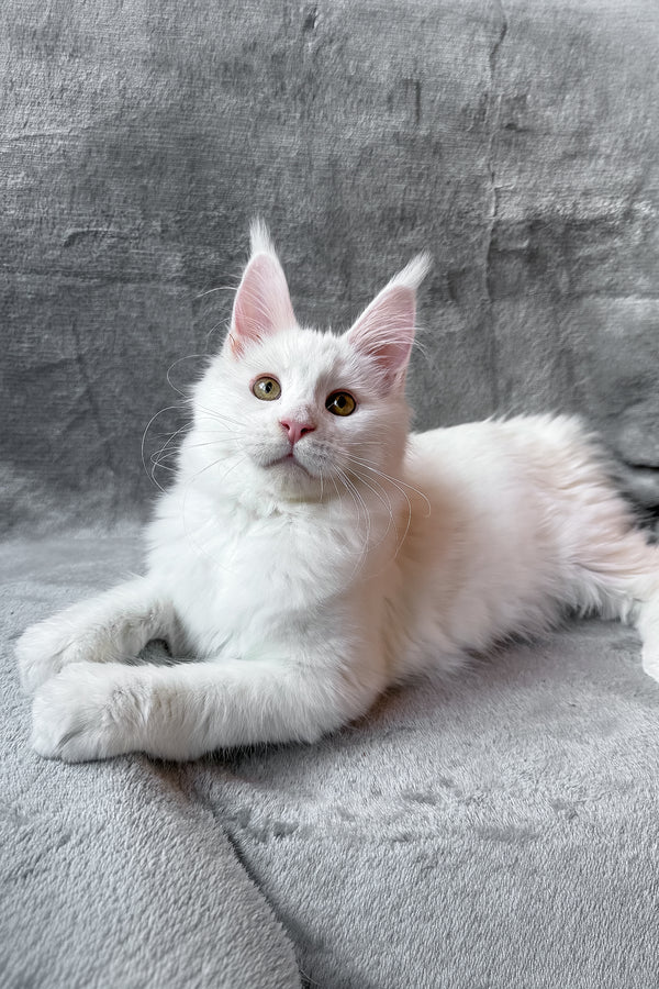 White Maine Coon kitten resting on a soft blanket Large white fluffy kitten with long tail