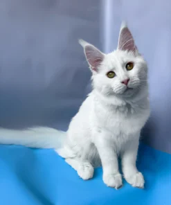 White Maine Coon kitten resting on a soft blanket