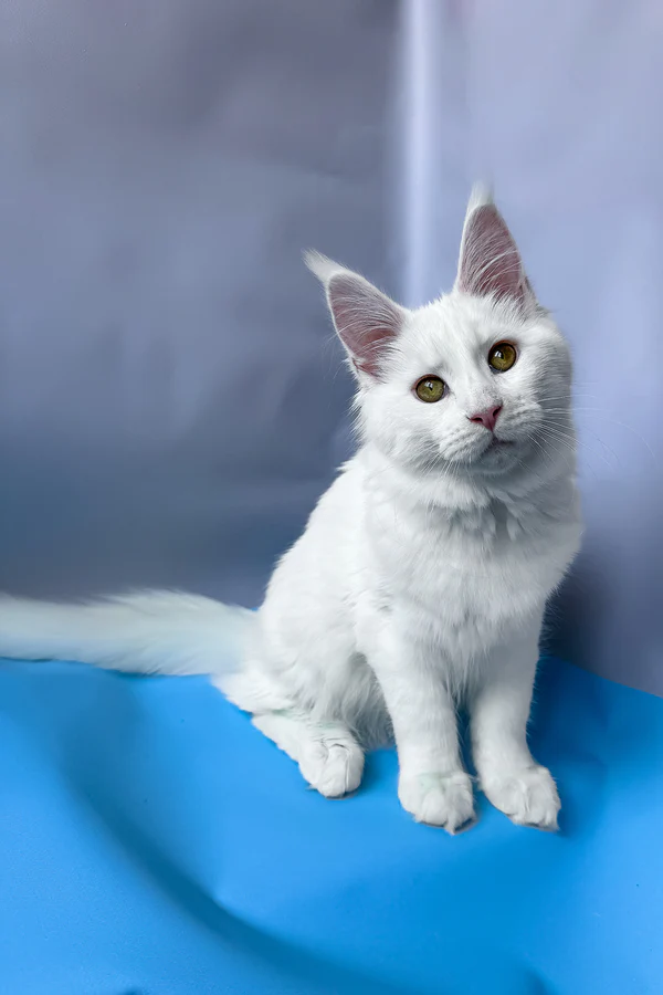 Fluffy white Maine Coon girl with yellow eyes White Maine Coon kitten resting on a soft blanket