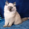 Siberian Blue Point Female Kitten for Sale