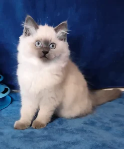 Siberian Blue Point Female Kitten for Sale