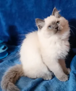 Siberian Blue Point Female Kitten for Sale