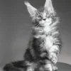 Maine Coon Kittens for Sale in Tampa, Florida