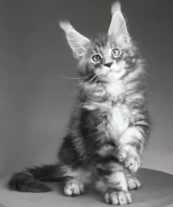 Maine Coon Kittens for Sale in Tampa, Florida