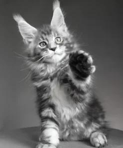 Maine Coon Kittens for Sale in Tampa, Florida