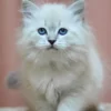 Siberian Kittens