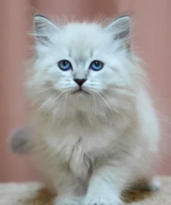 Siberian Kittens