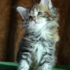 Maine Coon Black Tortoise Tabby Female Kitten for Sale