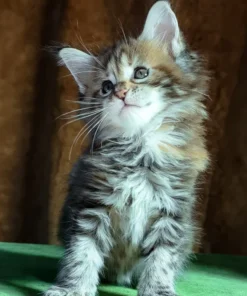 Maine Coon Black Tortoise Tabby Female Kitten for Sale