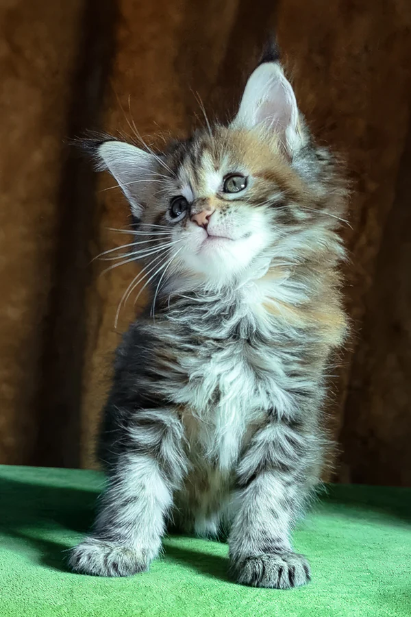Maine Coon Black Tortoise Tabby Female Kitten for Sale Maine Coon Black Tortoise Tabby Female Kitten for Sale