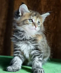 Maine Coon Black Tortoise Tabby Female Kitten for Sale