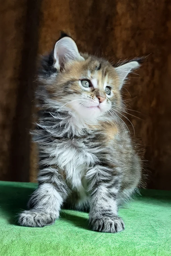 Maine Coon Black Tortoise Tabby Female Kitten for Sale Maine Coon Black Tortoise Tabby Female Kitten for Sale