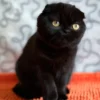Scottish Fold kitten for sale indoors
