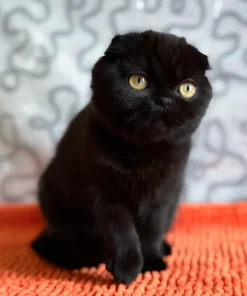 Scottish Fold kitten for sale indoors